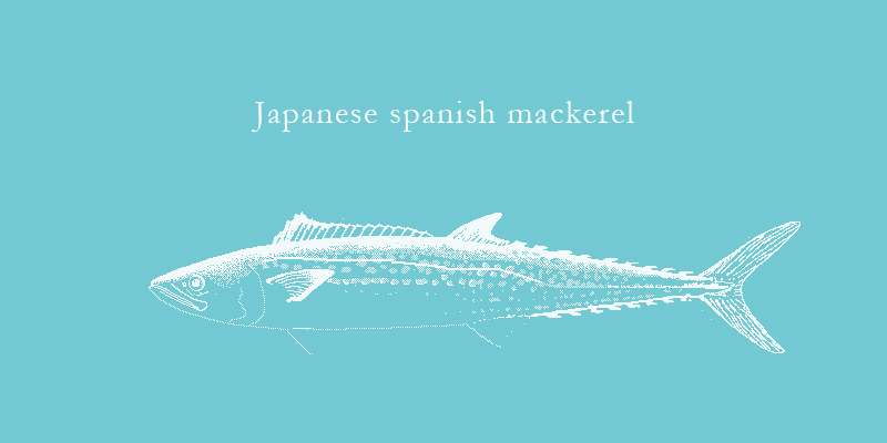 这只叫鰆的鱼 最好吃的季节可能不是春天 知乎