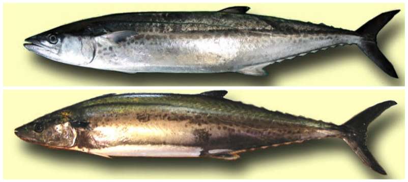 这只叫鰆的鱼 最好吃的季节可能不是春天 知乎