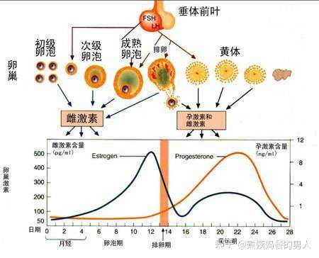 姨妈周期是受身体内分泌的雌孕等六项激素水平控制的.