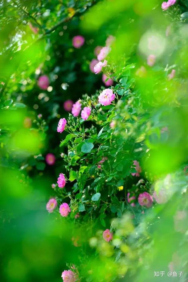 蔷薇花的鉴赏与盆景制作养护 知乎