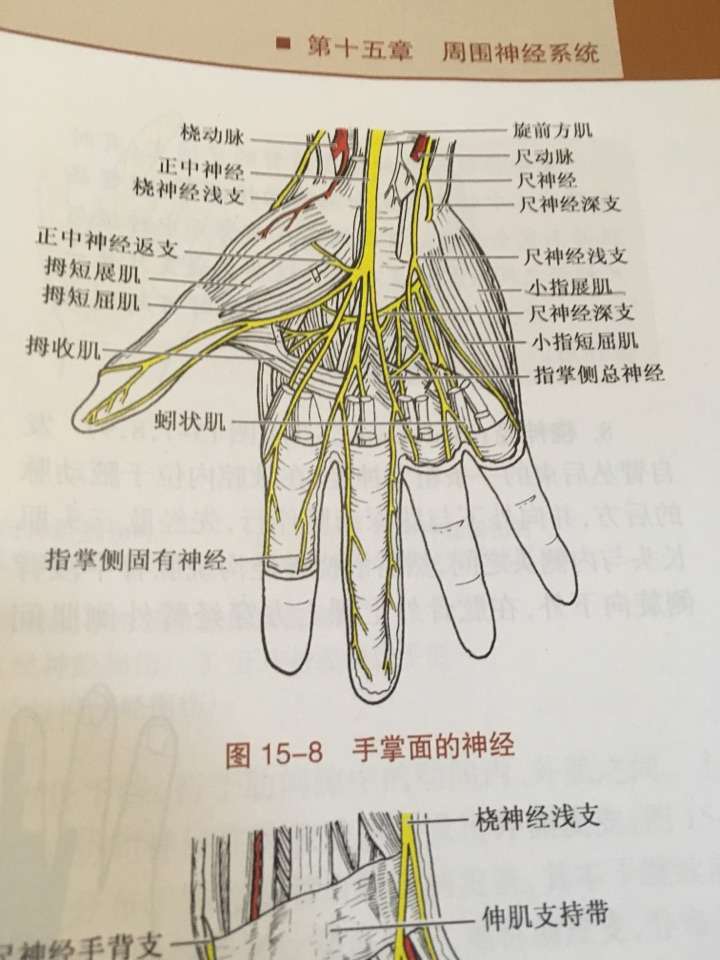 拇指结构解剖图图片