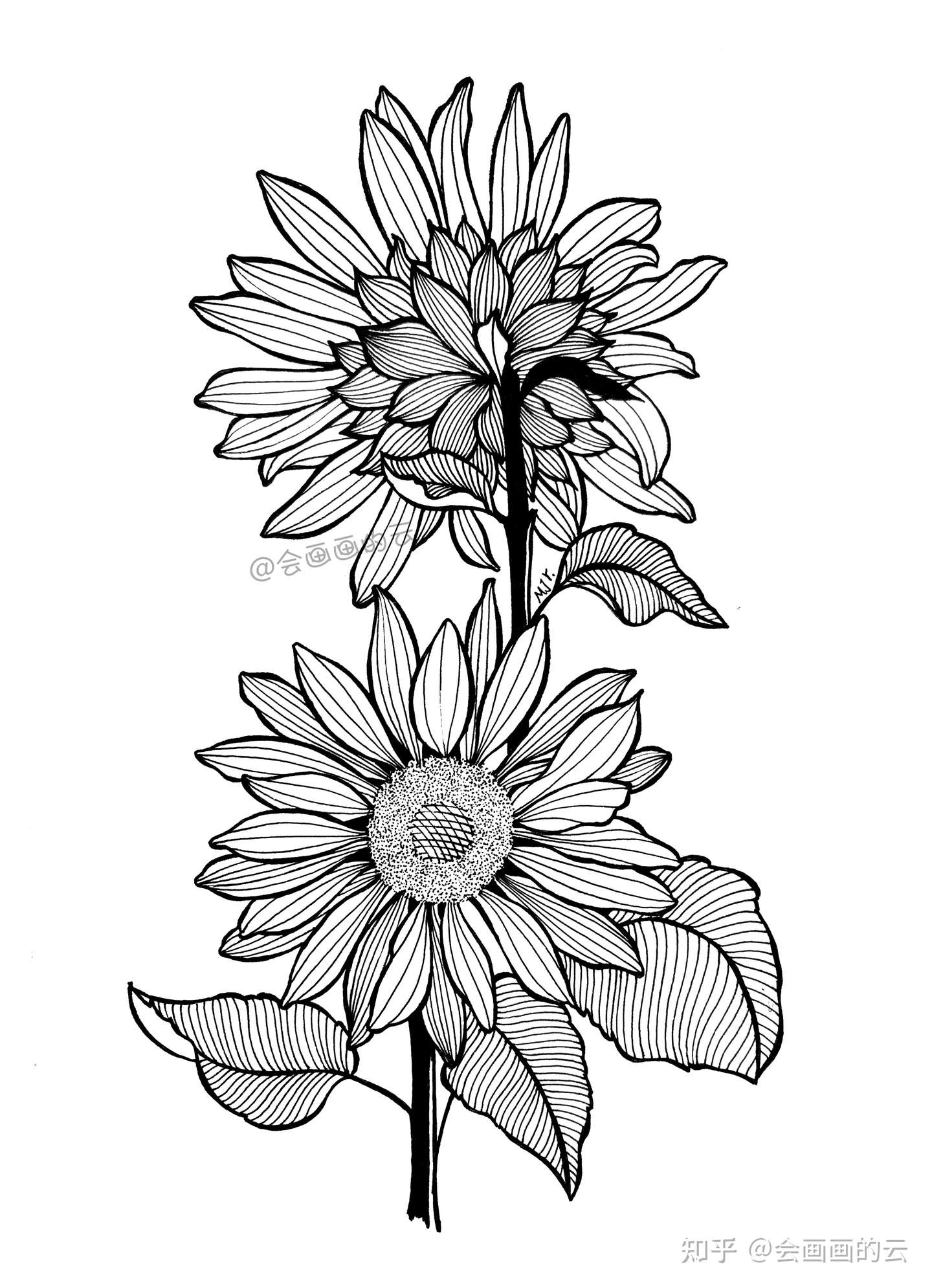 画画就是这么简单 教你如何用一支笔画线描花卉 知乎