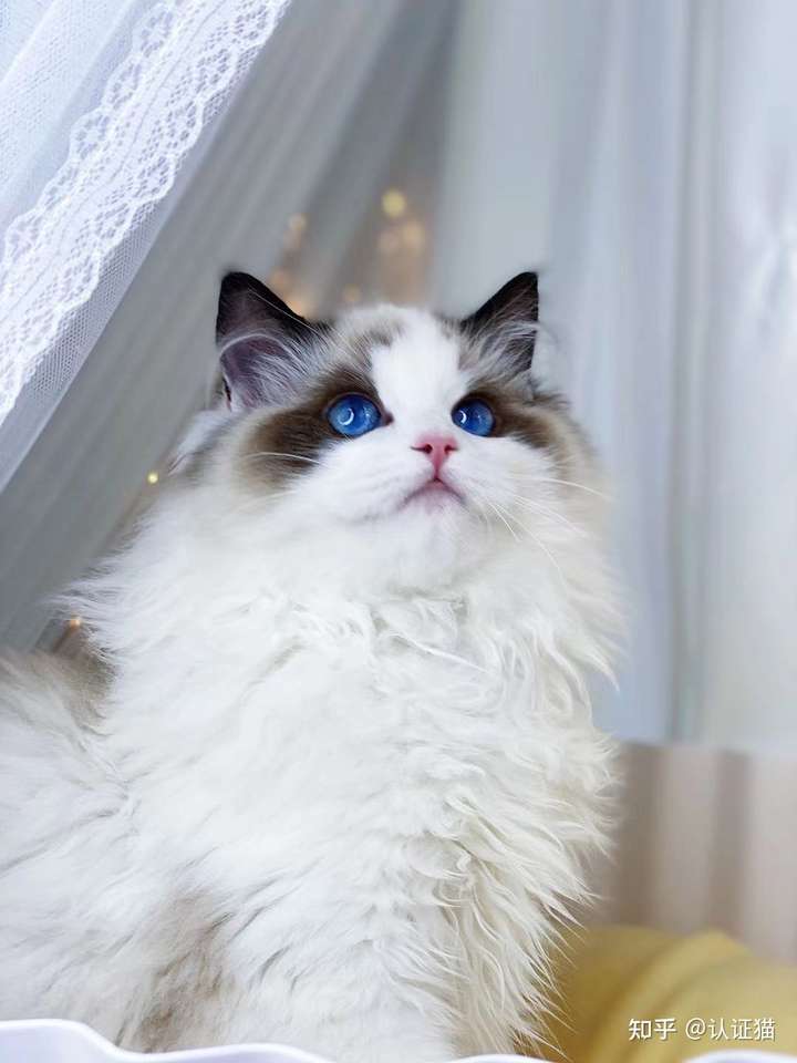 布偶看起来尖嘴猴腮的,能预测一下长大之后的样子吗?