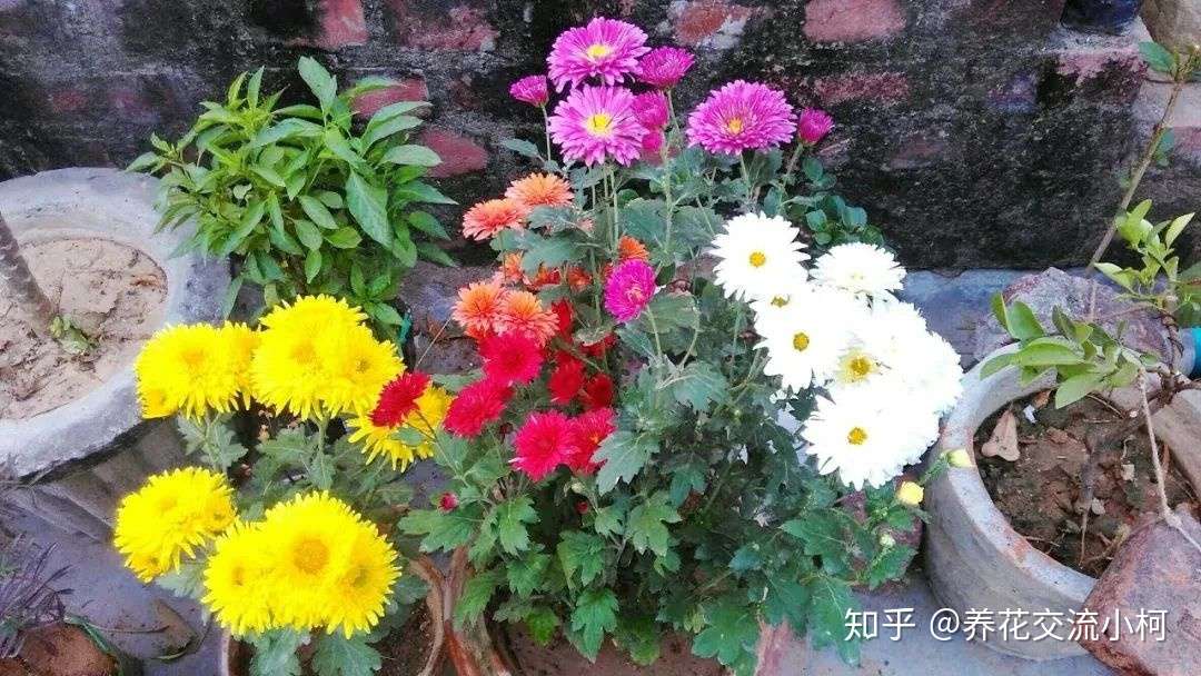 大菊和小菊对比 室内和户外养护差别大 想年年复花真不难 知乎