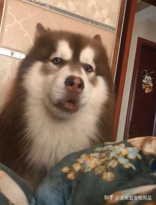 狗狗的表情和眼睛 会说话 看上去总是气鼓鼓的 太可爱了 知乎