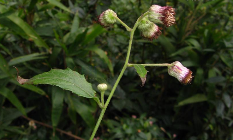 合香烟不散 艾纳香 知乎