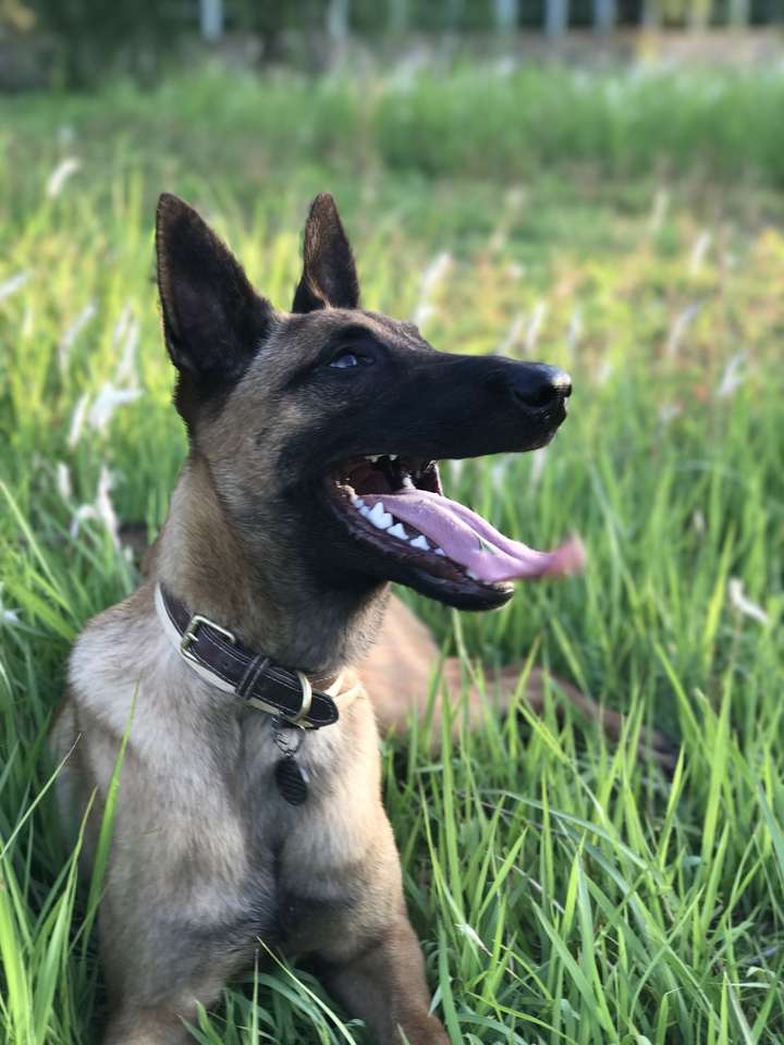 養一隻馬犬是一種怎樣的體驗?