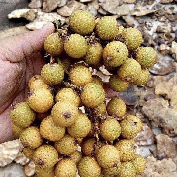 请问这是什么做的串?