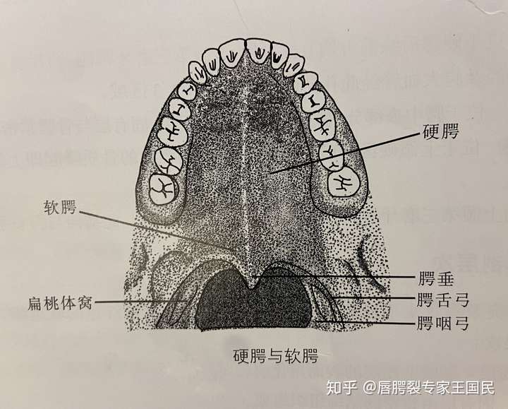 腭突的解剖位置图片
