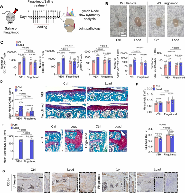 關節機械負荷調節淋巴結中的 T 細胞以調控骨關節炎