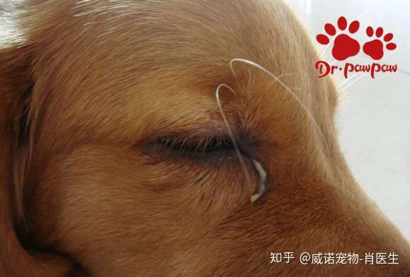 角膜溃疡,白内障,眼睑内翻等眼部导致的,需要对狗狗眼部症状进行详细