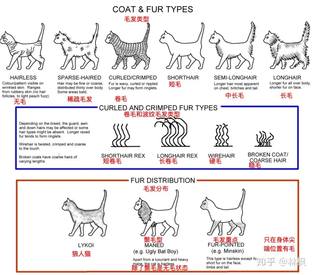 猫咪体型 毛发和身体各部位种类汇总表 知乎