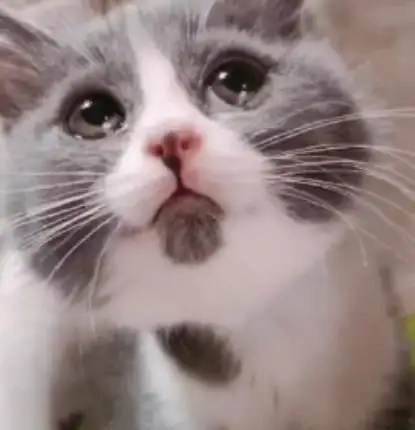 猫咪伤心的时候也会哭吗面对泪眼猫咪我们应该怎么办