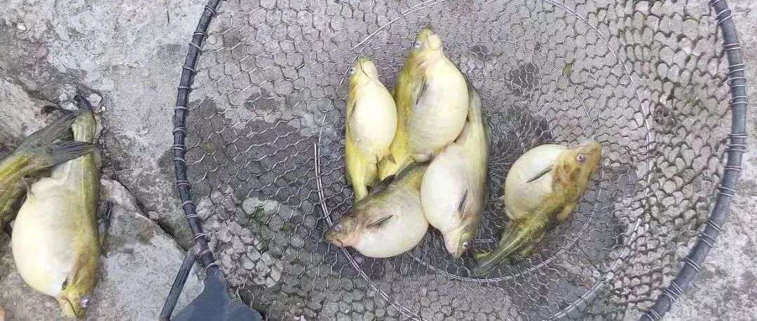 引起鱼类腹水的3个原因 知乎