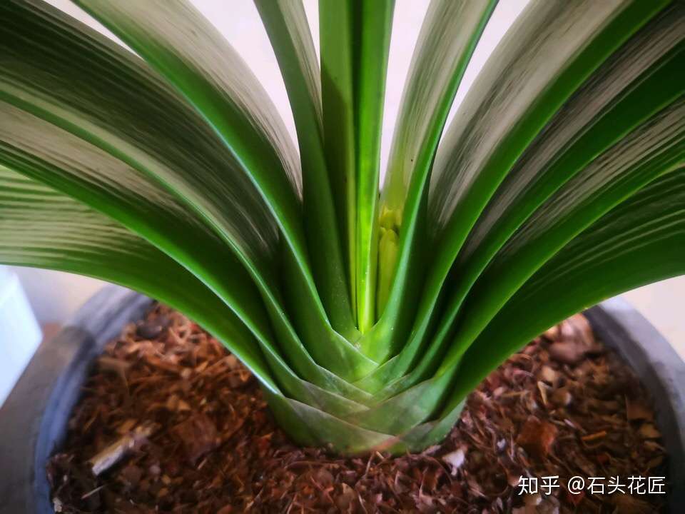 养花盆里 长出 这些东西 一定要当心 不处理很快烂根 知乎