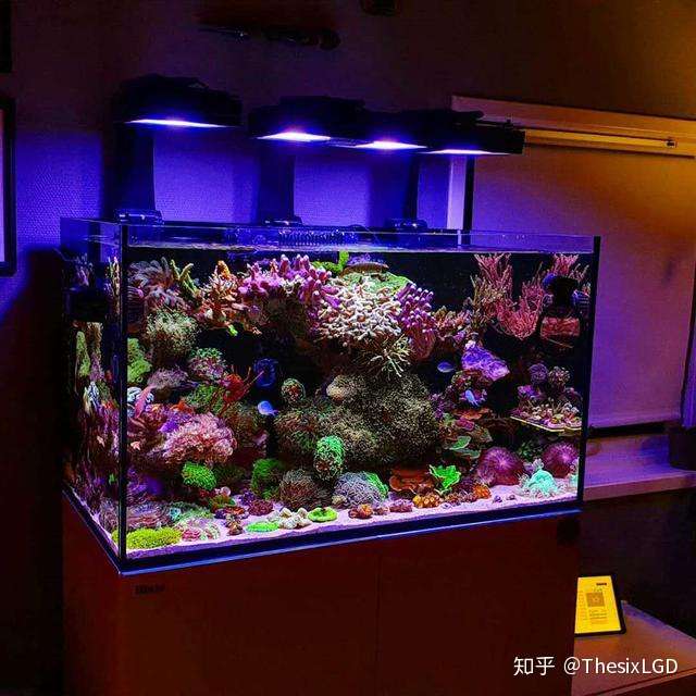 海缸诱人 玩海缸前需要了解的一些基本知识 海缸知识扫盲 壹 知乎