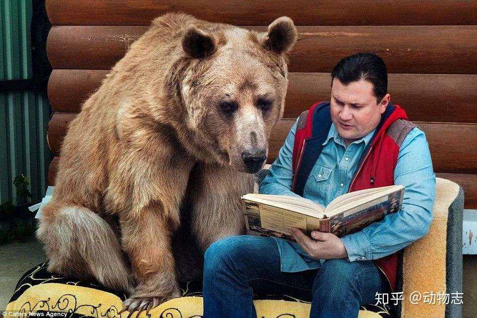 辟谣 战斗民族不怕熊 别逗了 就数他们被熊杀得多 知乎 辟谣 战斗民族不怕熊 别逗了 就数他们被熊杀得多 知乎