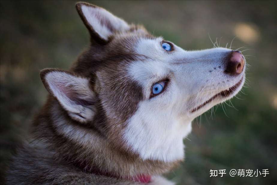 99 的人都知道这几种狗寿命最短 你还会养吗 知乎