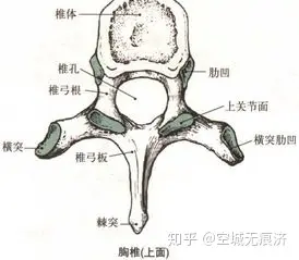 骶骨岬解剖图图片