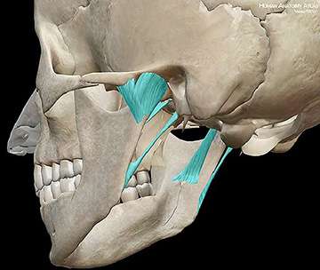 顳下頜關節功能解剖