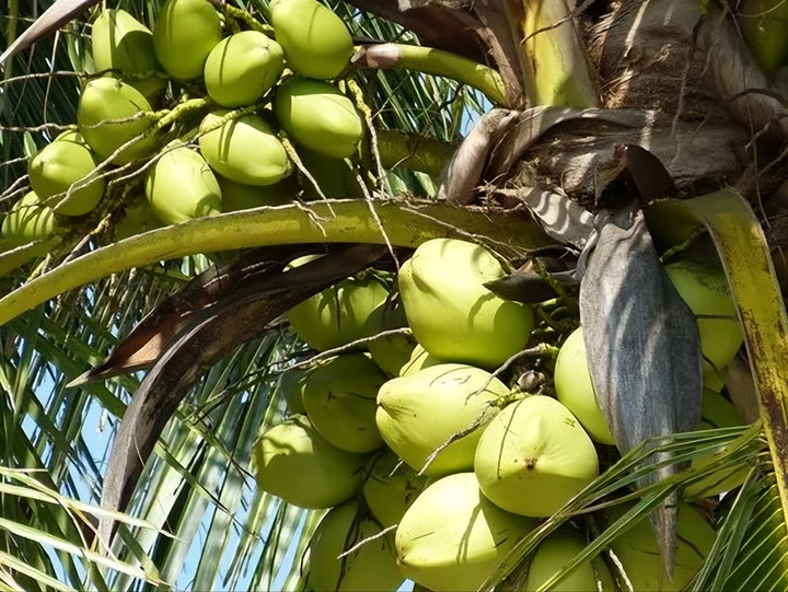 椰子是什么植物？椰子是裸子植物还是被子植物