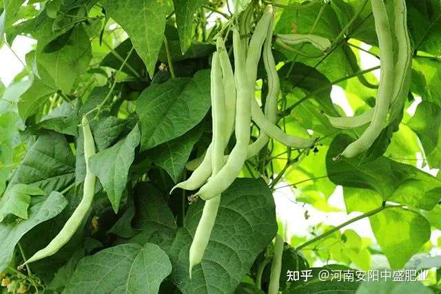 四季豆的田间管理办法 四季豆用什么肥料长势好 知乎