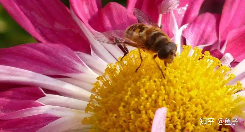 养花多年 竟然不知道花粉的妙用和采集方法 知乎