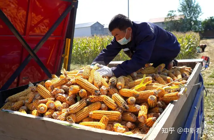 金秋农忙好“丰”景（金秋时节丰收）