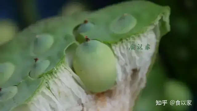 吃新鲜莲子，不要丢弃它，活血化瘀，女人最适合（吃新鲜的莲子有什么好处和坏处）