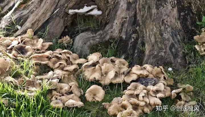 被称为“森林黄金”的桑黄，究竟是如何形成的？值不值千元一斤？（桑黄是什么树生长出来）