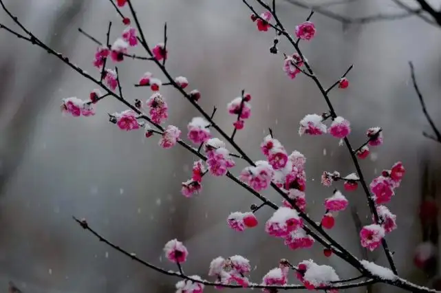 齐己《早梅》赏析：“前村深雪里，昨夜一枝开” - 知乎