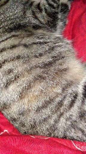 猫咪一直叫是狂犬病吗 v2-df69ab4e83b0b9a6d31cf37dc5dc7b41_720w.jpg?source=1940ef5c