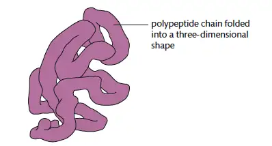 1 explain the four levels of protein structure, indicating the
