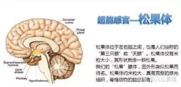 人类脑内藏有第三只眼 如果把被称为天眼的松果体激活会怎样 知乎