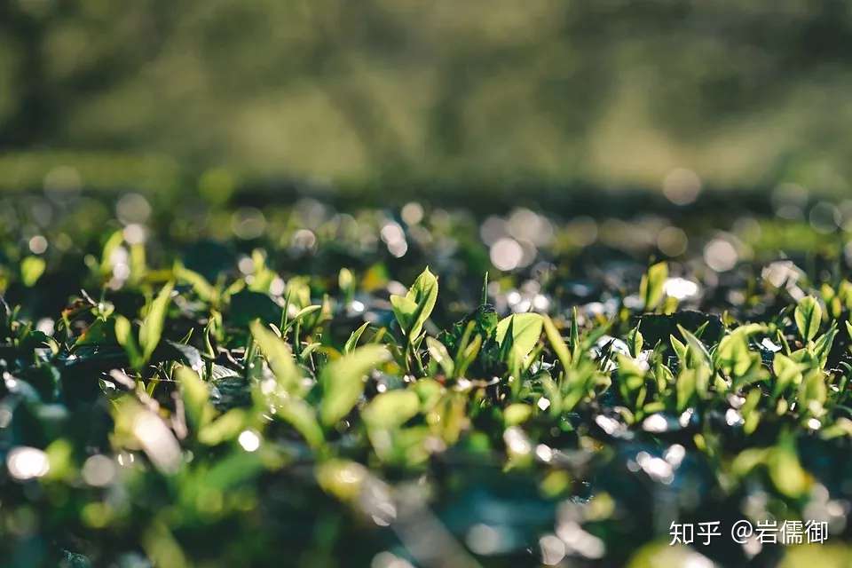 一年四季怎么喝茶 每天该喝多少茶 知乎