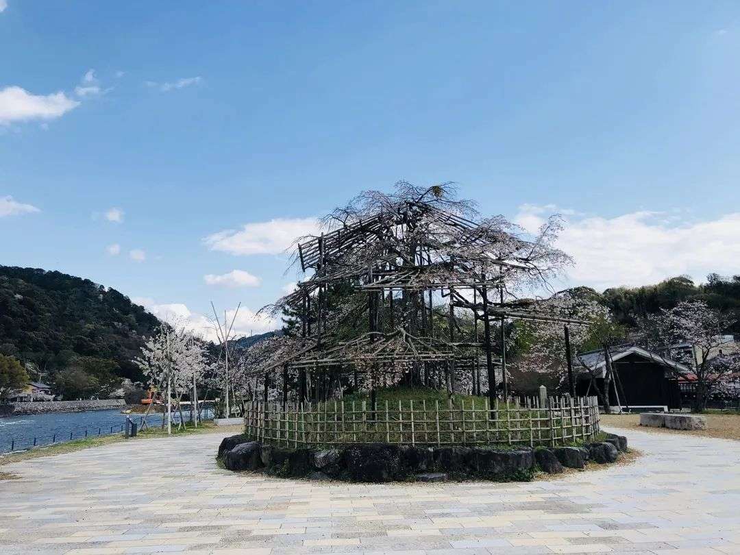 京品游记 樱花季探访抹茶故乡 宇治 知乎