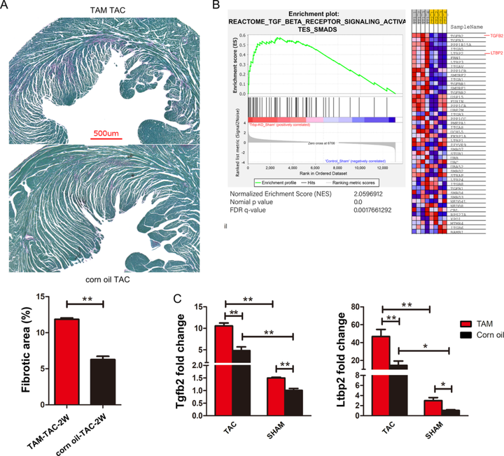 Trbp 通過 TGF-β 通路介導的心肌細胞和成纖維細胞之間的串擾抑制心臟纖維化 Trbp 通過 TGF-β 通路介導的心肌細胞和成纖維細胞之間的串擾抑制心臟纖維化