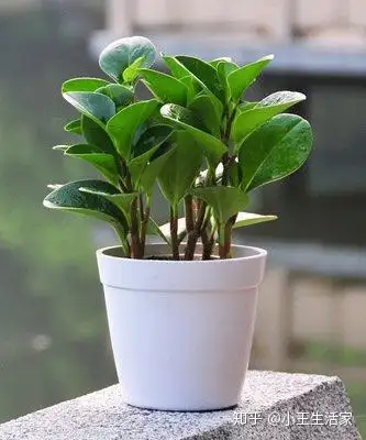 家里的绿植盆景土里有虫怎么办 4个办法轻松解决 来看看吧 知乎