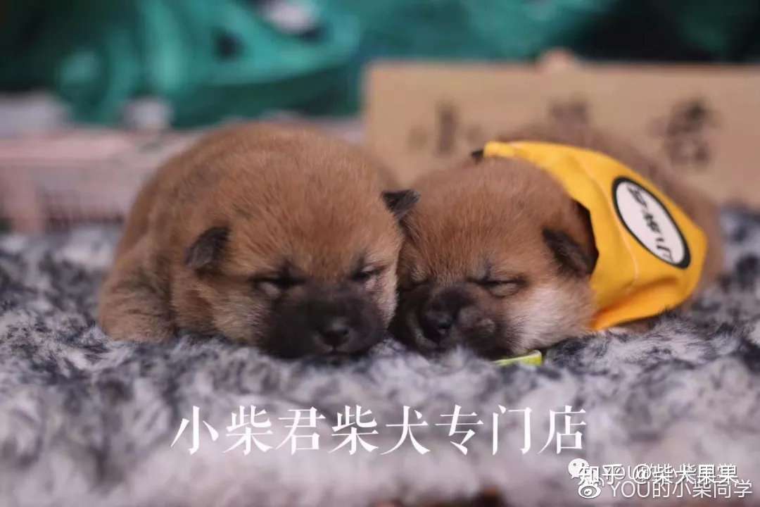 柴犬聪明吗 柴犬智商分析 知乎 柴犬聪明吗 柴犬智商分析 知乎