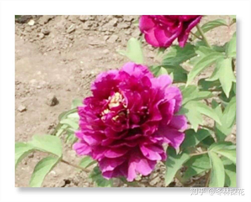 5月10日的生辰花 牡丹花 知乎 5月10日的生辰花 牡丹花 知乎