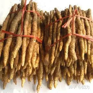 南方人参泰和竹篙薯