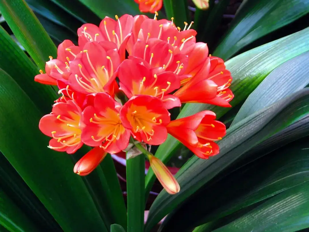 春节期间君子兰购买和养护注意事项 知乎