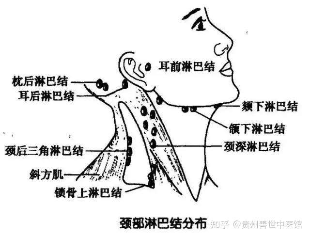 经常做淋巴排毒的好处 你一定要知道 知乎 经常做淋巴排毒的好处 你一定要知道 知乎