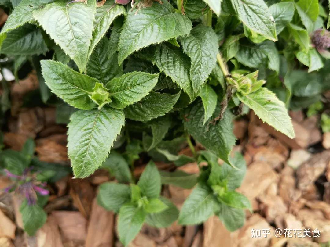 齁势额日脚里 这些芳香植物让你清凉一夏 知乎