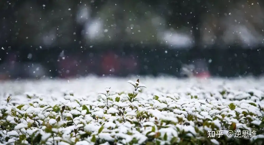 带雪的诗词有哪些? - 逆思维的回答- 知乎