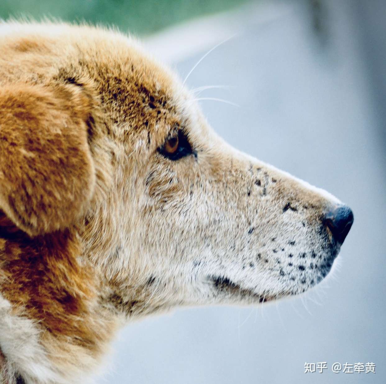 太行犬 我们无言的伙伴 它将何去何从 知乎