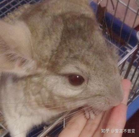 哪种龙猫耳朵会长耳斑?