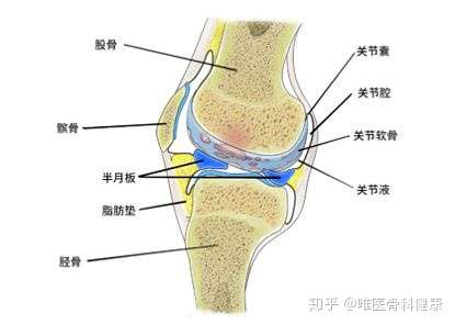 膝盖痛千万别忍 这几种治疗方法帮你告别膝关节炎 知乎