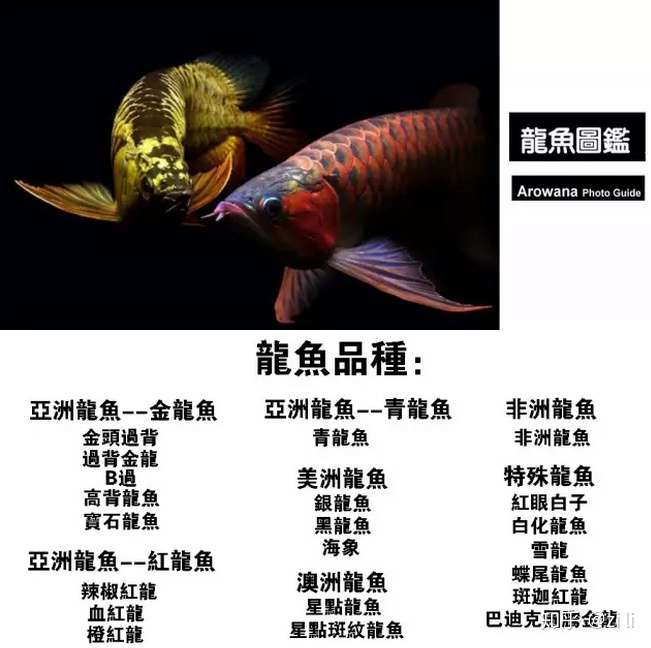 龙鱼图鉴 错过后悔一整年 知乎