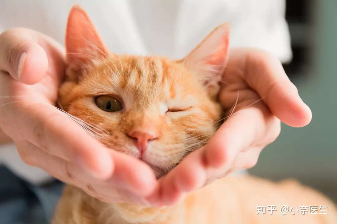 猫猫尿不出来 尿血 奈斯国际告诉你如何正确预防 知乎